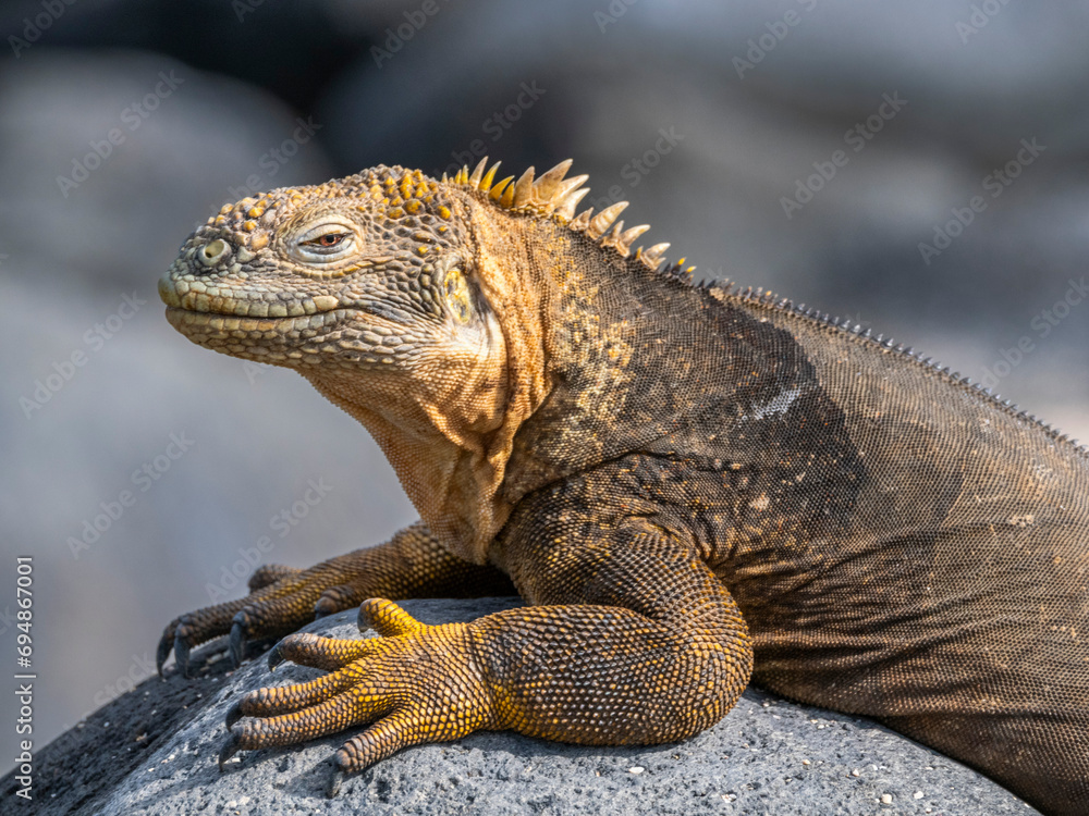 An adult Galapagos land iguana (Conolophus subcristatus), basking on North Seymour Island, Galapagos Islands, UNESCO World Heritage Site, Ecuador An adult Galapagos land iguana (Conolophus subcristatus), basking on North Seymour Island, Galapagos Islands, UNESCO World Heritage Site, Ecuador