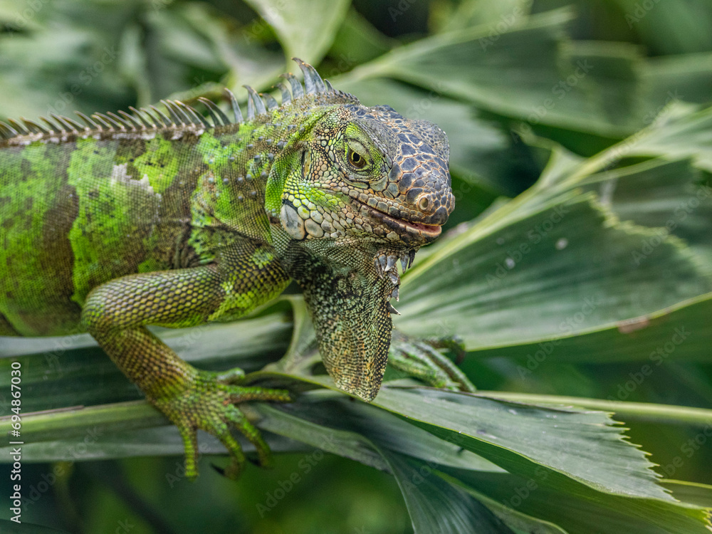 An adult male green Iguana (Iguana iguana), basking in the sun at the airport in Guayaquil, Ecuador An adult male green Iguana (Iguana iguana), basking in the sun at the airport in Guayaquil, Ecuador