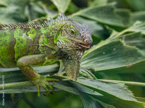 Wallpaper Mural An adult male green Iguana (Iguana iguana), basking in the sun at the airport in Guayaquil, Ecuador Torontodigital.ca