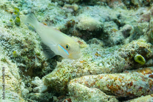 An adult bluestreak goby (Valenciennea strigata), on the reef off Kri Island, Raja Ampat, Indonesia, Southeast Asia photo