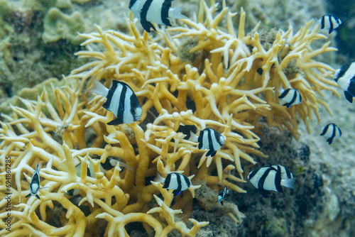 Adult humbug (Dascyllus aruanus), off the reef on Kawe Island, Raja Ampat, Indonesia, Southeast Asia