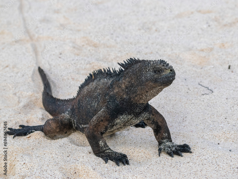 Adult Galapagos marine iguana (Amblyrhynchus cristatus), on the beach at Cerro Brujo Beach, San Cristobal Island, Galapagos Islands, UNESCO World Heritage Site, Ecuador Adult Galapagos marine iguana (Amblyrhynchus cristatus), on the beach at Cerro Brujo Beach, San Cristobal Island, Galapagos Islands, UNESCO World Heritage Site, Ecuador