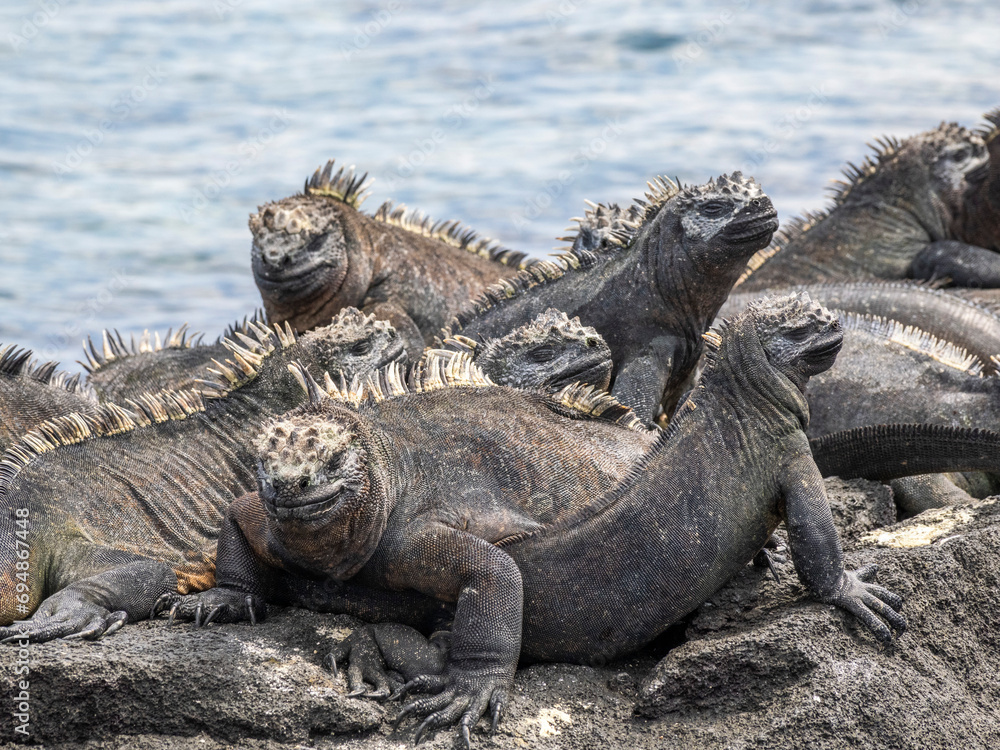 Adult Galapagos marine iguanas (Amblyrhynchus cristatus), basking on Fernandina Island, Galapagos Islands, UNESCO World Heritage Site, Ecuador Adult Galapagos marine iguanas (Amblyrhynchus cristatus), basking on Fernandina Island, Galapagos Islands, UNESCO World Heritage Site, Ecuador