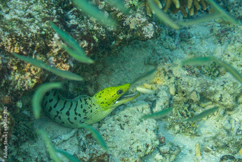 An adult fimbriated moray eel (Gymnothorax fimbriatus), surrounded by small fish off Bangka Island, Indonesia, Southeast Asia photo