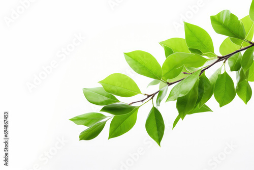 Background With Real Green Leaf Isolated Tree White Background