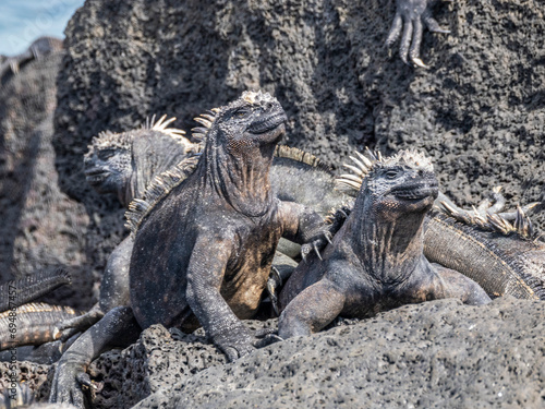 Adult Galapagos marine iguanas (Amblyrhynchus cristatus), basking on Fernandina Island, Galapagos Islands, UNESCO World Heritage Site, Ecuador photo