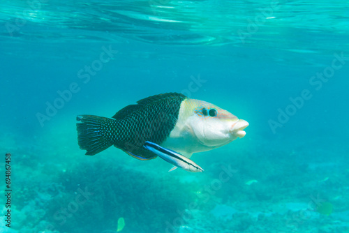 An adult blackeye thicklip (Hemigymnus melapterus), being cleaned off Port Airboret, Raja Ampat, Indonesia, Southeast Asia photo