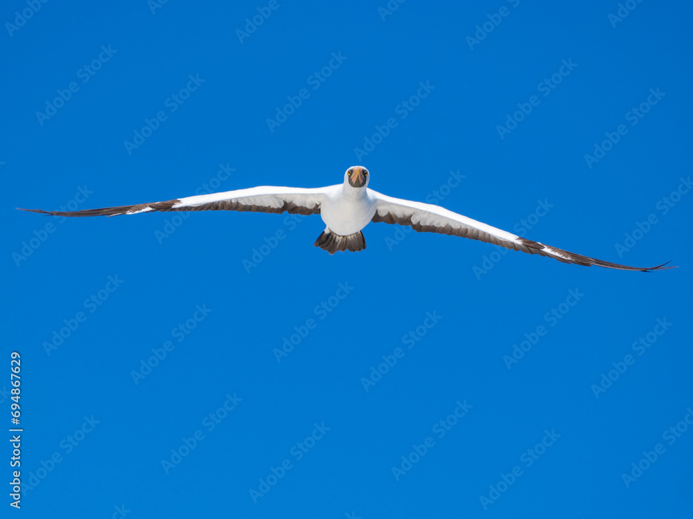 An adult Nazca Booby (Sula granti), in flight in Buccaneer Cove, Santiago Island, Galapagos Islands, UNESCO World Heritage Site, Ecuador An adult Nazca Booby (Sula granti), in flight in Buccaneer Cove, Santiago Island, Galapagos Islands, UNESCO World Heritage Site, Ecuador