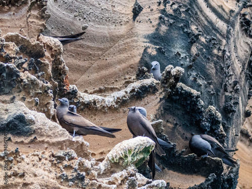 Adult brown noddies (Anous stolidus), on rocky outcropping on Isabela Island, Galapagos Islands, UNESCO World Heritage Site, Ecuador photo
