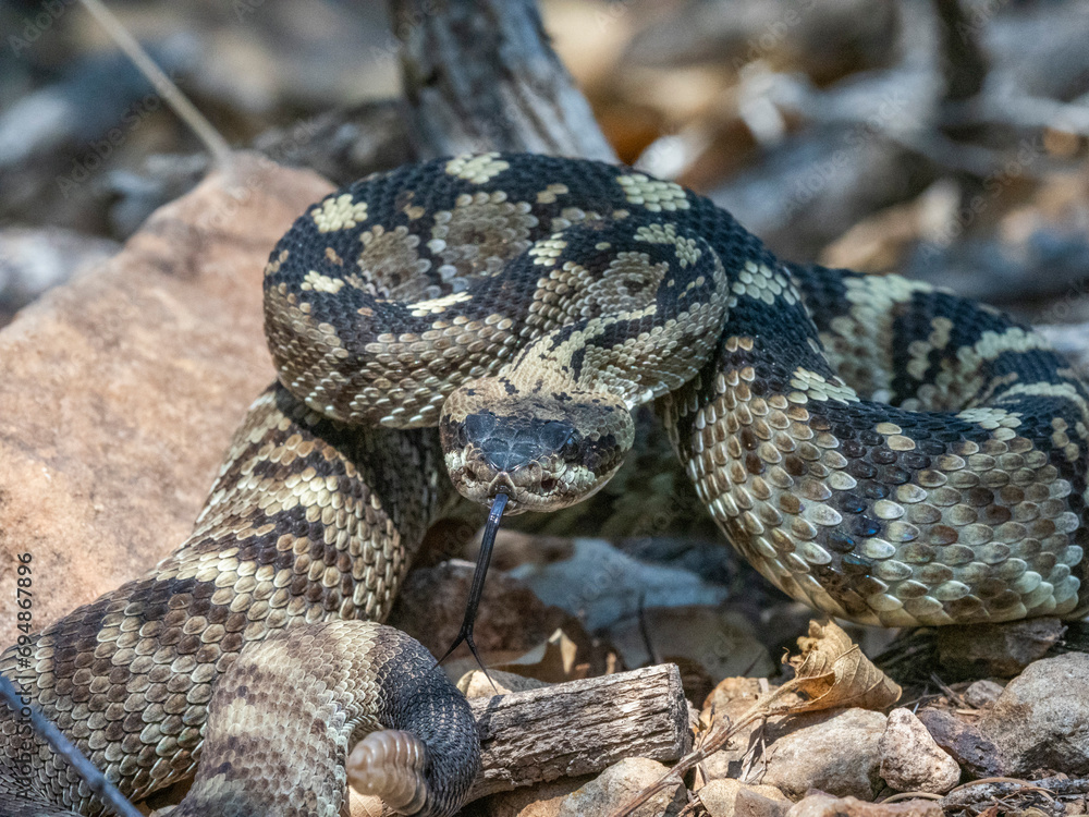 An adult Eastern black-tailed rattlesnake (Crotalus ornatus), Big Bend National Park, Texas An adult Eastern black-tailed rattlesnake (Crotalus ornatus), Big Bend National Park, Texas