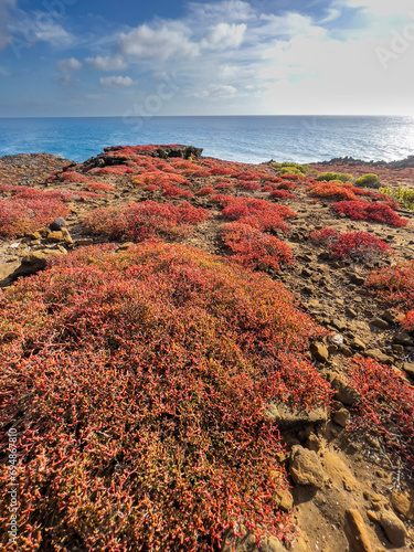 Galapagos carpet (Sesuvium edmonstonei), Punta Pitt, San Cristobal Island, Galapagos, UNESCO World Heritage Site, Ecuador photo