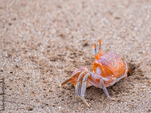 An adult painted ghost crab (Ocypode guadichaudii), Buccaneer Cove, Santiago Island, Galapagos, UNESCO World Heritage Site, Ecuador photo