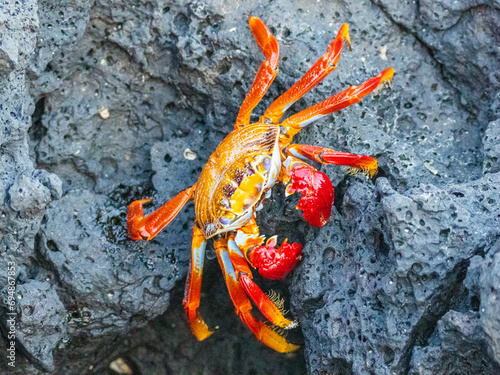 An adult Sally lightfoot crab (Grapsus grapsus), in Baltra, Bacha Beach on Santa Cruz Island, Galapagos, UNESCO World Heritage Site, Ecuador photo