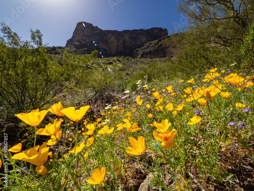 Wild flowers in bloom after a particularly good rainy season at Picacho Peak State Park, Arizona photo