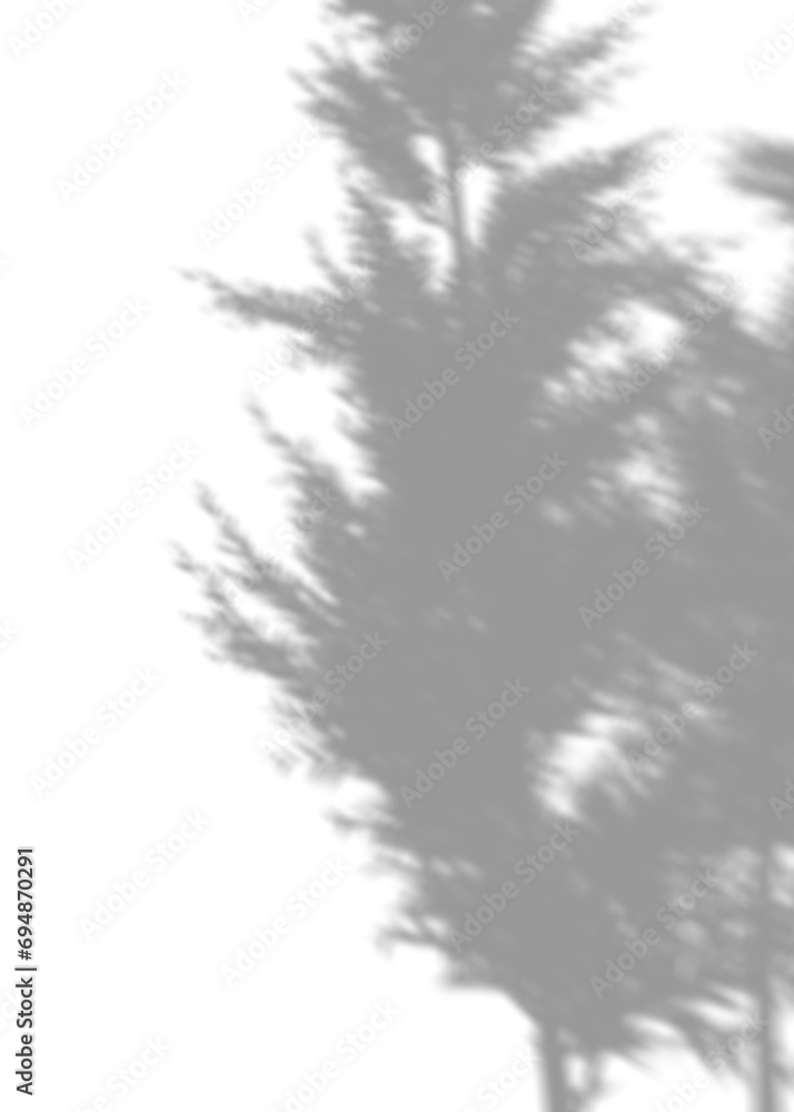 Shadow from pampas grass, overlay effect. Realistic gray shadow on transparent background, PNG. Applicable for product presentation, photos, backdrop. Sun light. 3D render