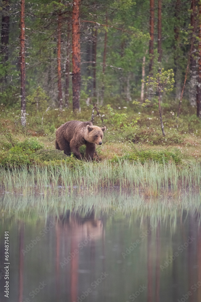 Eurasian brown bear (Ursus arctos arctos) beside lake, Finland Eurasian brown bear (Ursus arctos arctos) beside lake, Finland