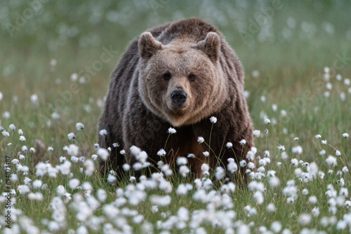 Eurasian brown bear (Ursus arctos arctos) in swamp filled with flowering cotton grass (Eriophorum angustifolium), Finland photo
