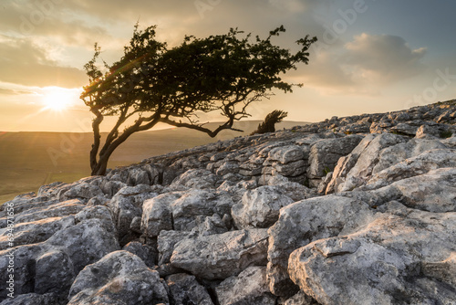 Limestone pavement and wind-bent Hawthorn tree, Twisleton Scar, evening sunlight in summer, Yorkshire Dales National Park, Yorkshire, England photo