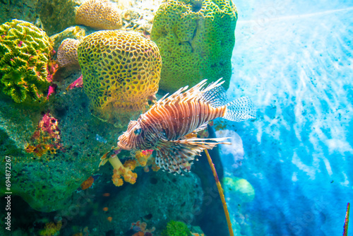 Colorful of Common Lionfish (Turkeyfish, Red Lionfish) Pterois volitans in tropical coral reef photo