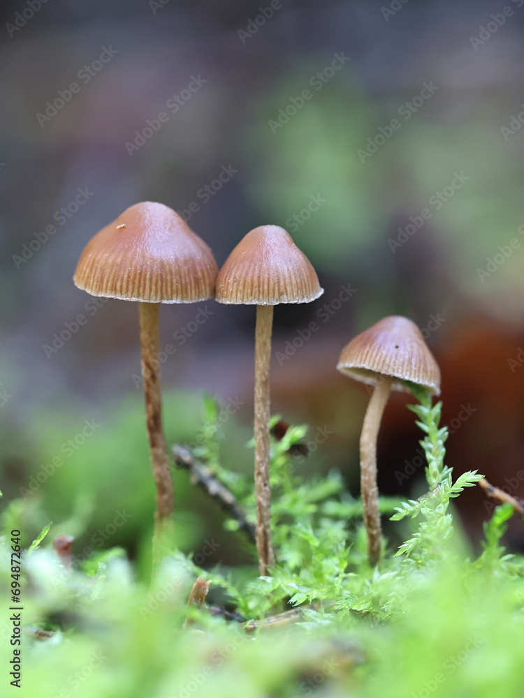 Deconica phyllogena, also called Psilocybe phyllogena, little brown mushroom from Finland, no common English name Deconica phyllogena, also called Psilocybe phyllogena, little brown mushroom from Finland, no common English name