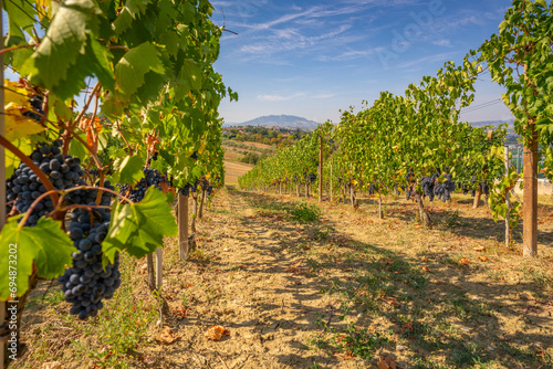 View of red grapes in vineyard near Torraccia and San Marino in background, San Marino photo