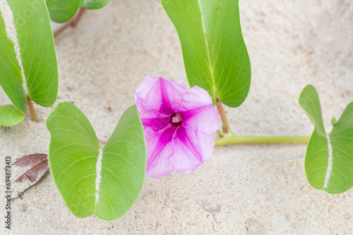 Top view of Purple flower of Goat’s foot creeper, Beach morning glory or Ipomoea pes-caprae bloom on the sandy beach is a Thai herb. photo