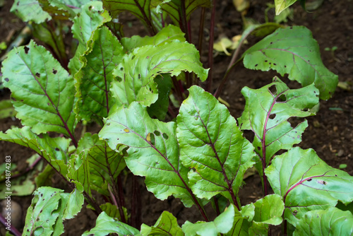 Green big clean leaves of sugar beet growing in the field. Agricultural plants in Batu, East Java, Indonesia.