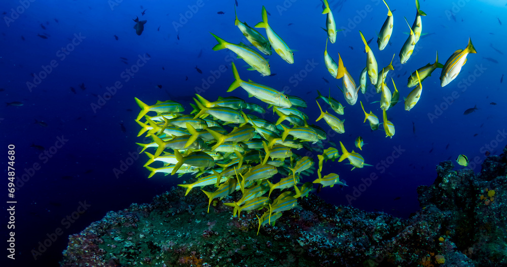 School green fish swimming in blue ocean water tropical under water. Fishes in underwater wild animal world. Observation of wildlife Indian ocean. Scuba diving adventure in Maldives. Copy space