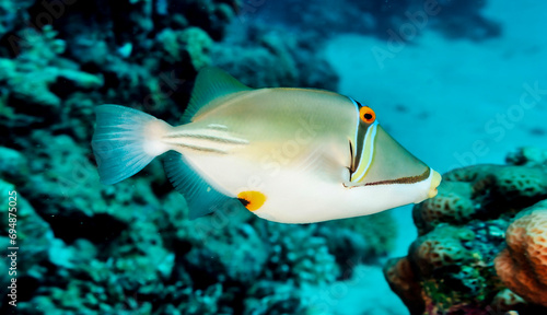 White fish swimming in blue ocean water tropical under water. Scuba diving adventure in Maldives. Fishes in underwater wild animal world. Observation of wildlife Indian ocean. Copy text space