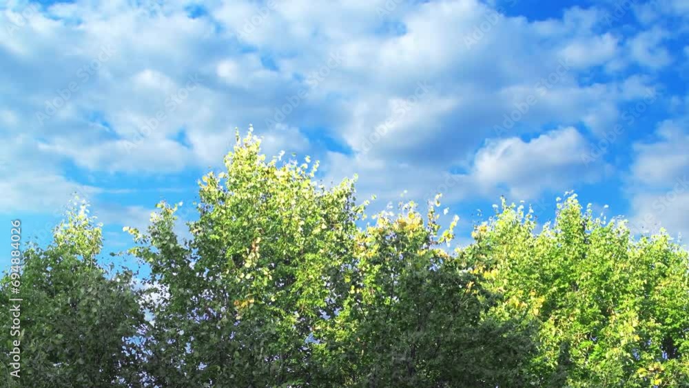 Cumulus clouds slowly move across the blue sky. Summer sky behind a forest with green trees. Cumulus clouds slowly move across the blue sky. Summer sky behind a forest with green trees.