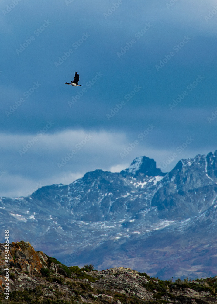 Fototapeta premium Bird flying over cloudy sky, tierra del fuego, argentina