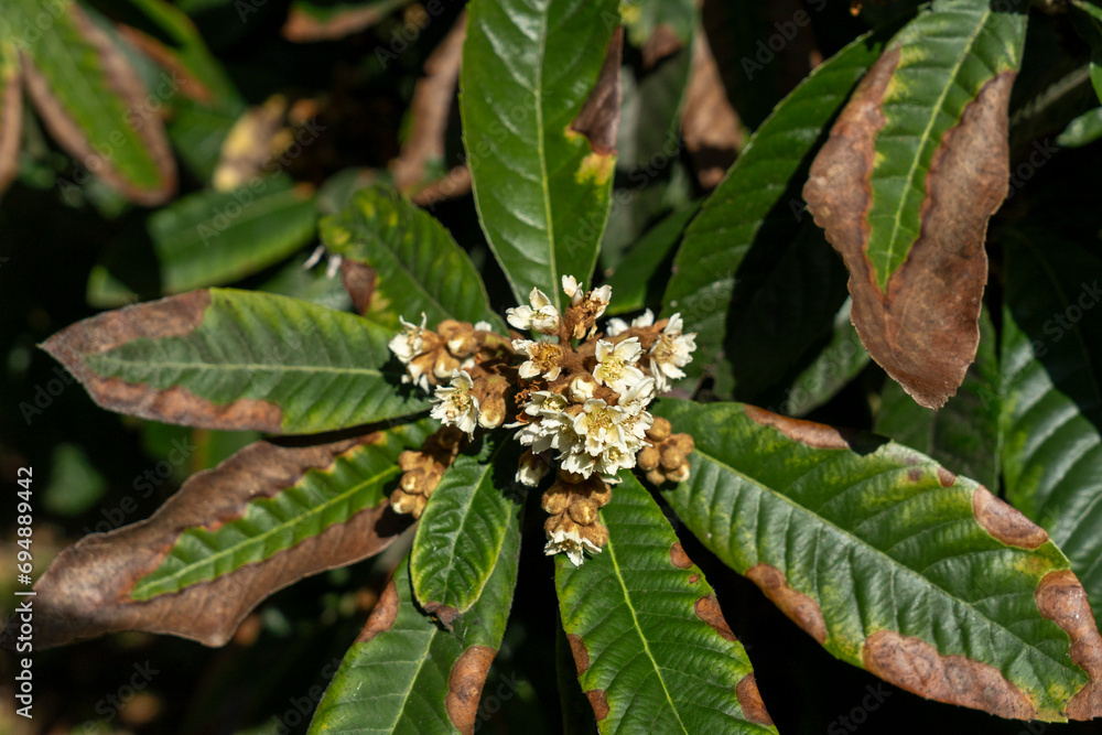 An orchard in the blossoming of the loquats fruit An orchard in the blossoming of the loquats fruit