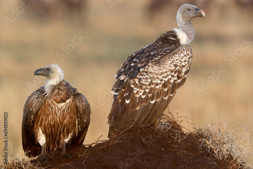 Flying white-backed vulture (Gyps africanus), Masai Mara Game Reserve, Kenya, East Africa photo