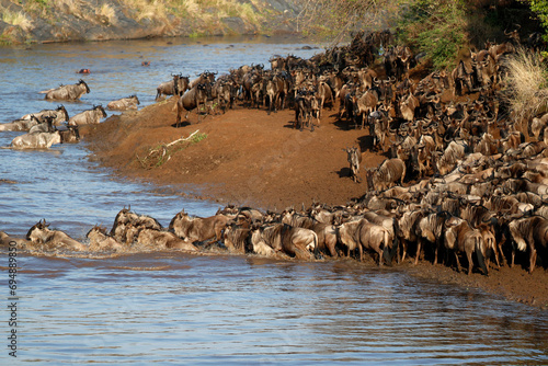 Herd of migrating wildebeest (Connochaetes taurinus) crossing Mara River, Masai Mara Game Reserve, Kenya, East Africa photo