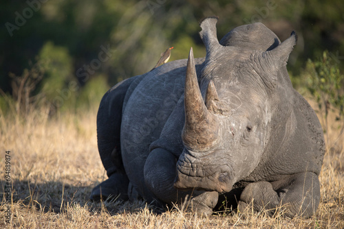Rhinoceros (Ceratotherium simum) in savanna, Kruger National Park, South-Africa photo