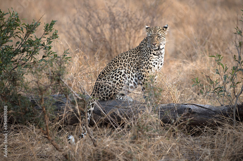 African Leopard (Panthera pardus) in savanna, Kruger National Park, South-Africa photo