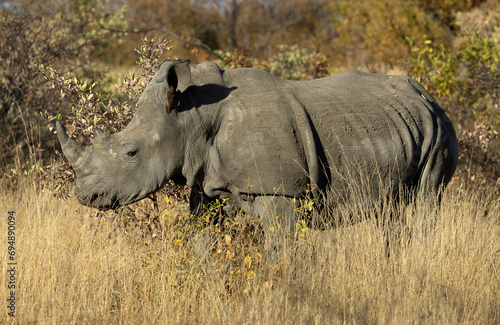 White rhinoceros (Ceratotherium simum) standing in the bush, Kruger National Park, South Africa photo