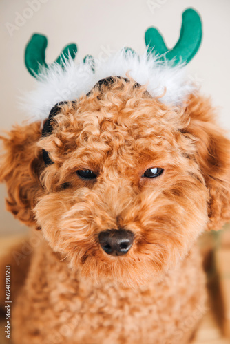 Close-up small ginger poodle dog in a green deer antlers on a light background. Pet's portrait. Christmas greetings card, top view