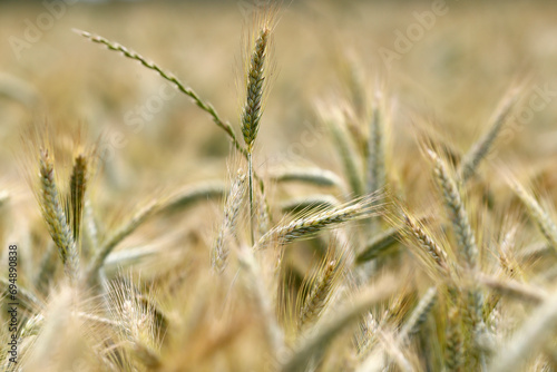 Wheat field, cultivated plants and agriculture, Yonne photo