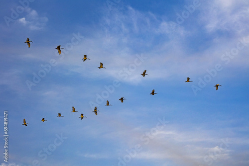 Birds flying over the Saloum river delta in Senegal photo