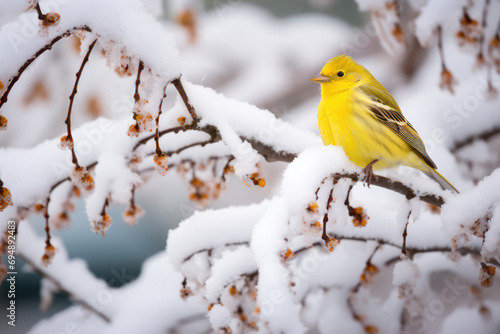 Snowcovered Tree Branch Housing Cute Yellow Bird