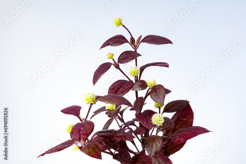 Brazilian Joyweed photo