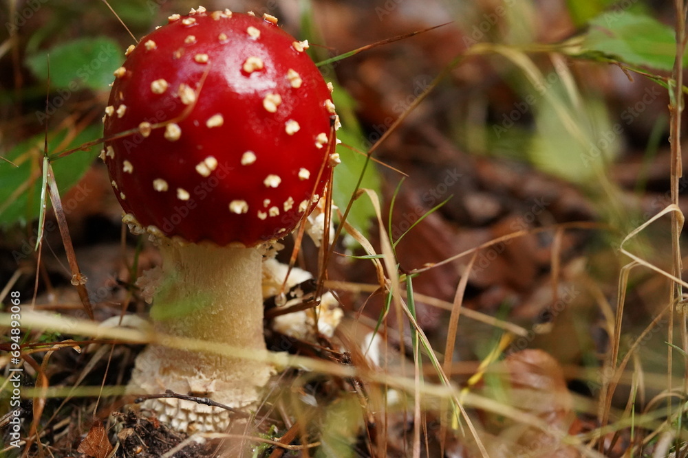 Amanite tue-mouches : champignon rouge et blanc en forêt. Toxique, représentant l'automne. Gros plan saisissant de cette espèce sauvage. Prudence dans la nature. Amanite tue-mouches : champignon rouge et blanc en forêt. Toxique, représentant l'automne. Gros plan saisissant de cette espèce sauvage. Prudence dans la nature.