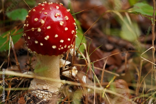 Amanite tue-mouches : champignon rouge et blanc en forêt. Toxique, représentant l'automne. Gros plan saisissant de cette espèce sauvage. Prudence dans la nature. 