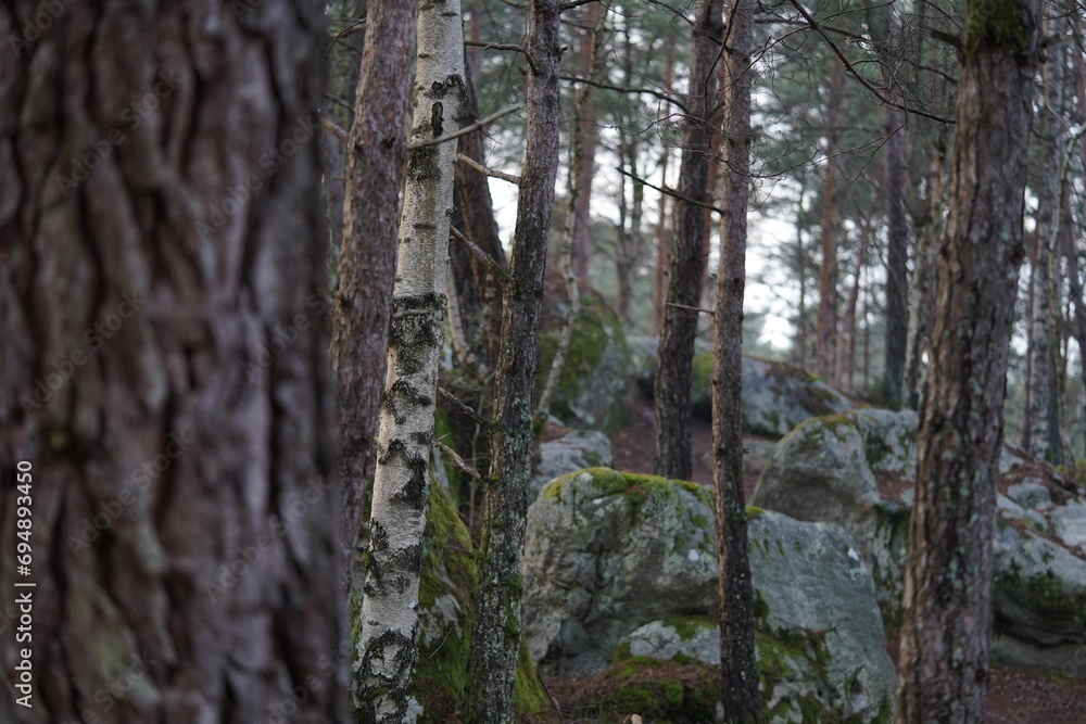 Obraz premium Une forêt verdoyante offre un paysage estival. Des arbres majestueux, tels que le bouleau et le pin, se dressent parmi les bois et les feuilles, créant un écosystème naturel.