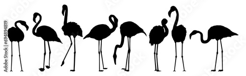 Set of silhouettes of red american flamingos in different poses. Phoenicopterus ruber or Caribbean flamingo.Realistic animal. photo