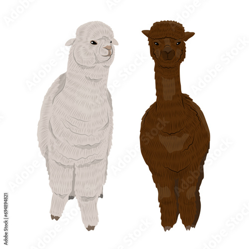 Pair of alpacas. Realistic vector animal
