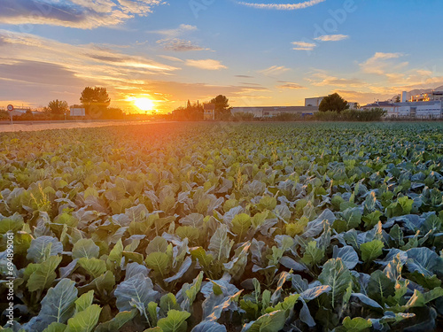 Vega Baja del Segura - Orihuela - Huerta en el entorno de Orihuela