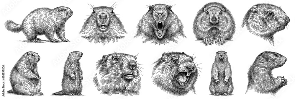 Vintage engraving isolated marmot set illustration groundhog ink sketch. Woodchuck background silhouette art. Black and white hand drawn image - obrazy, fototapety, plakaty 