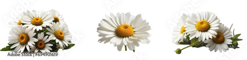 A white chamomile in PNG format or on a transparent background. Decoration and summer design element for a project  banner  postcard  business. Beautiful flower.